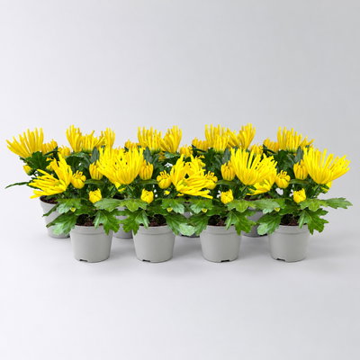 Chrysantheme Mini 'Spider'gelb, spinnenblütig, Topf-Ø 7cm, 8 Stück