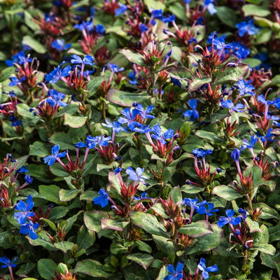 Bio Chinesischer Bleiwurz, blau, Topf 11x11 cm, 3 Pflanzen