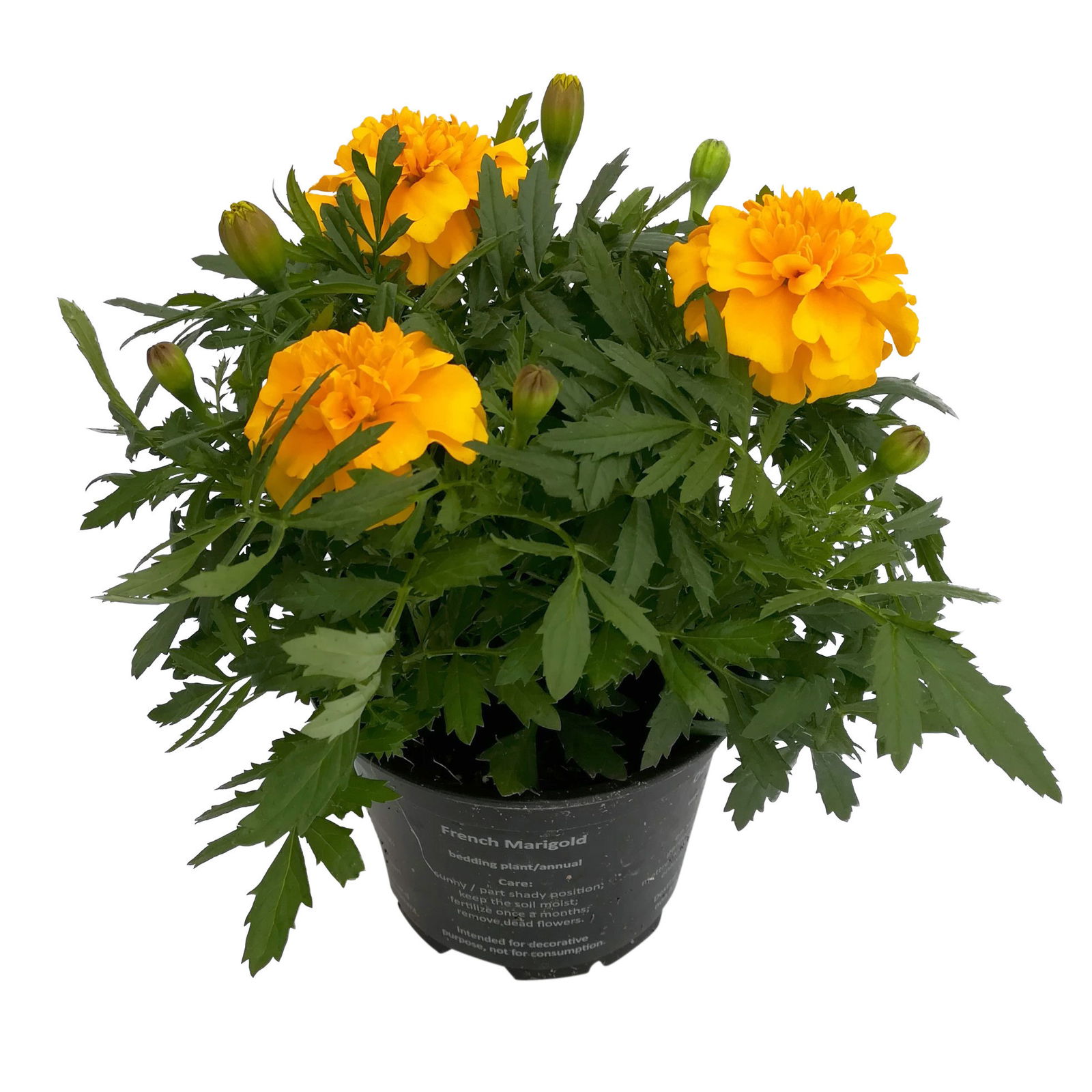 Tagetes, Farbe zufällig, Topf-Ø 12 cm, 6er-Set