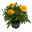 Tagetes, Farbe zufällig, Topf-Ø 12 cm, 6er-Set