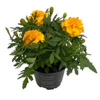 Tagetes, Farbe zufällig, Topf-Ø 12 cm, 6er-Set