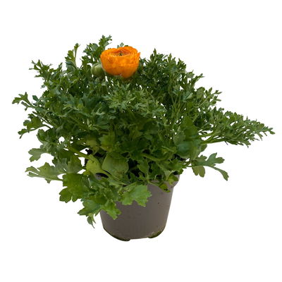 Ranunkel, orange, Topf-Ø 10,5 cm, 6 Pflanzen
