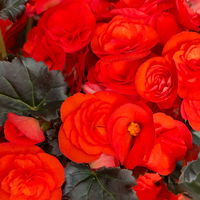 Elatior-Begonie, orangerot, dunkellaubig, Topf-Ø 14 cm, 4 Pflanzen