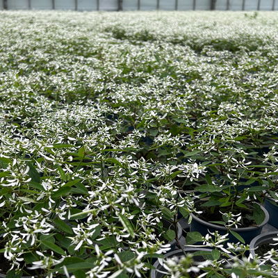 Zauberschnee™ 'Diamond Frost™' weiß, Topf-Ø 12 cm, 6er-Set