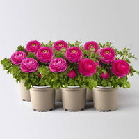 Ranunkel, rosa, Sorte zufällig, Topf-Ø 10,5 cm, 6 Pflanzen Ranunkel, rosa, Sorte zufällig, Topf-Ø 10,5 cm, 6 Pflanzen