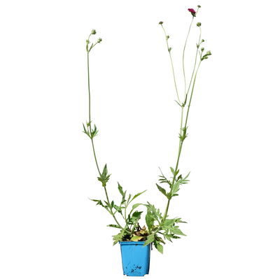 Bio Witwenblume, rot, Topf 11x11 cm, 3 Pflanzen