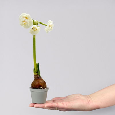 Narzisse creme, gefüllt, vorgetrieben, Mini Topf-Ø 5 cm, 10 Stück