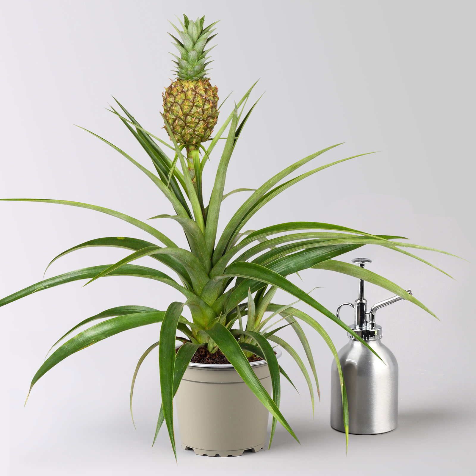 Zier-Ananas 'Amigo', Topf-Ø 12 cm, Höhe ca. 45 cm, 2 Pflanzen