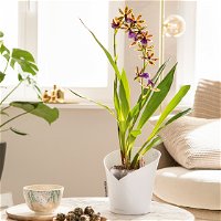 Lechuza 'Orchidea', weiß, Ø 18 x H 20 cm