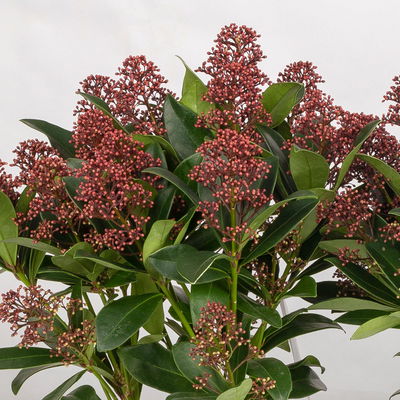 Kölle Blütenskimmie ‘Rubella’, Skimmia japonica, rot, 2er Set, Topf 17 cm Ø Kölle Blütenskimmie ‘Rubella’, Skimmia japonica, rot, 2er Set, Topf 17 cm Ø