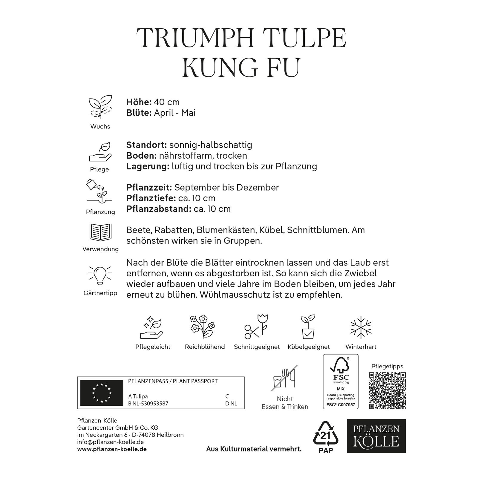 Triumph Tulpen 'Kung Fu', rot, 7 Blumenzwiebeln