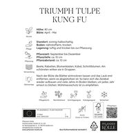 Triumph Tulpen 'Kung Fu', rot, 7 Blumenzwiebeln