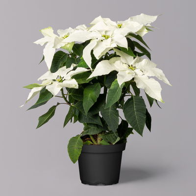 Bio Herbsttern, Euphorbia 'Princettia®', weiß, Topf-Ø 12 cm, 3 Pflanzen