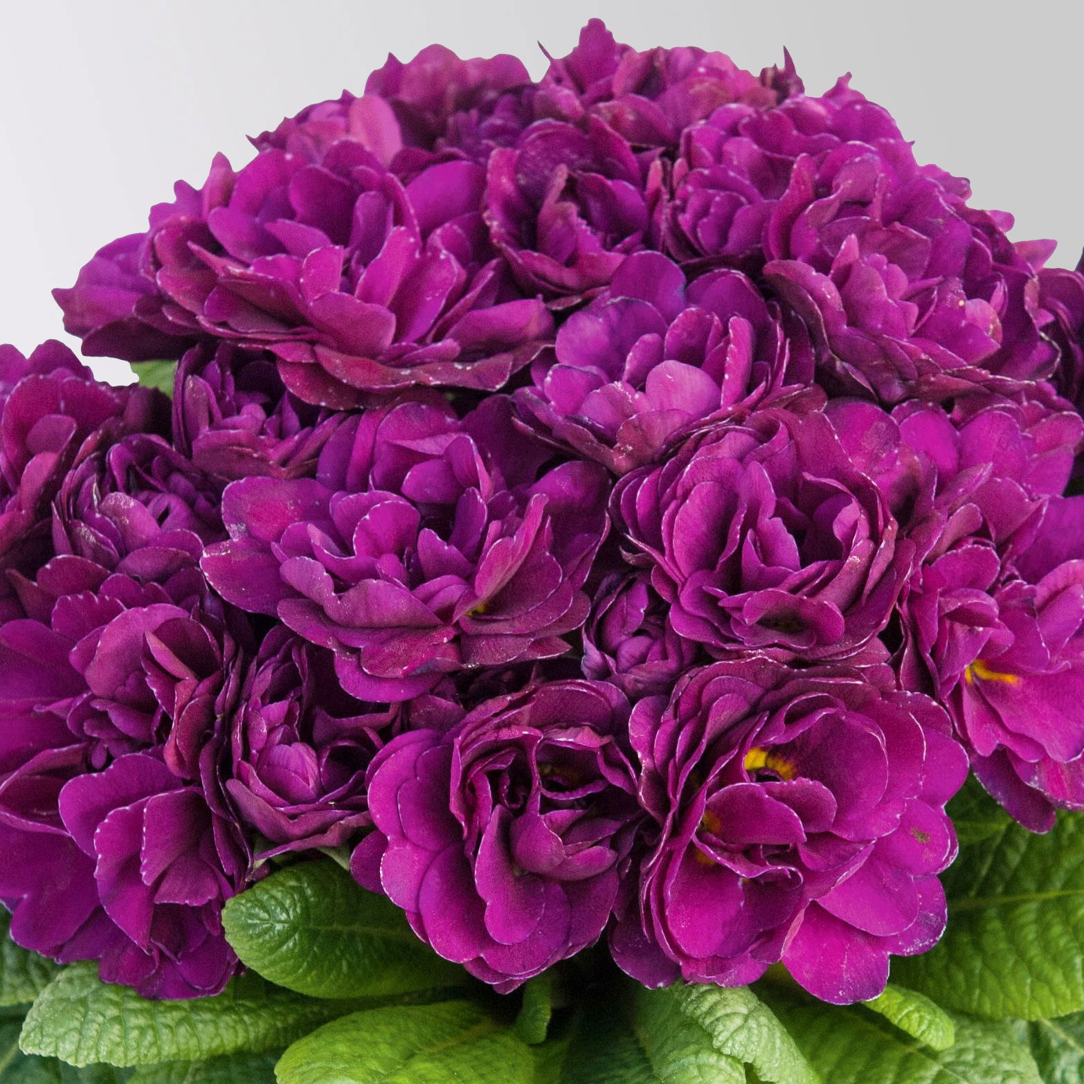 Pflanzenkreation Primelliebe, 9 Pflanzen inkl. Erde & Dünger