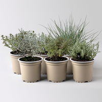 Silverland Mix silber-grau, Mini, Topf-Ø  7 cm, 6 Stück