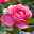 Duftende Edelrose 'Desirée®', rosa, Topf 6 Liter