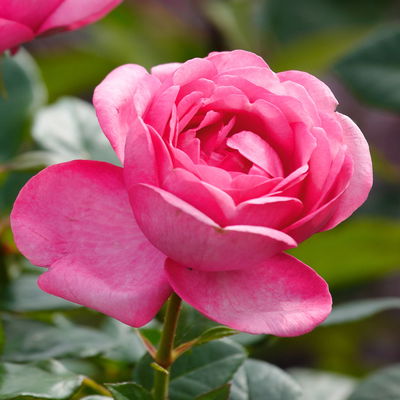 Duftende Edelrose 'Desirée®', rosa, Topf 5 Liter, 4 Pflanzen Duftende Edelrose 'Desirée®', rosa, Topf 5 Liter, 4 Pflanzen