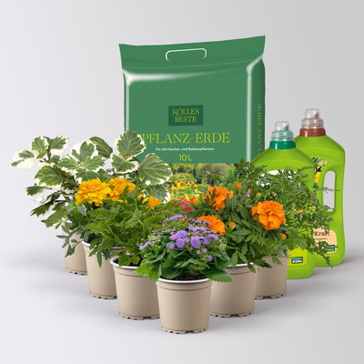 Pflanzenkreation 'No Mosquito', 6 Pflanzen inkl. Erde und Dünger