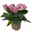 Lisianthus rosa, Topf-Ø 10,5 cm, 8 Pflanzen