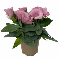 Lisianthus rosa, Topf-Ø 10,5 cm, 8 Pflanzen