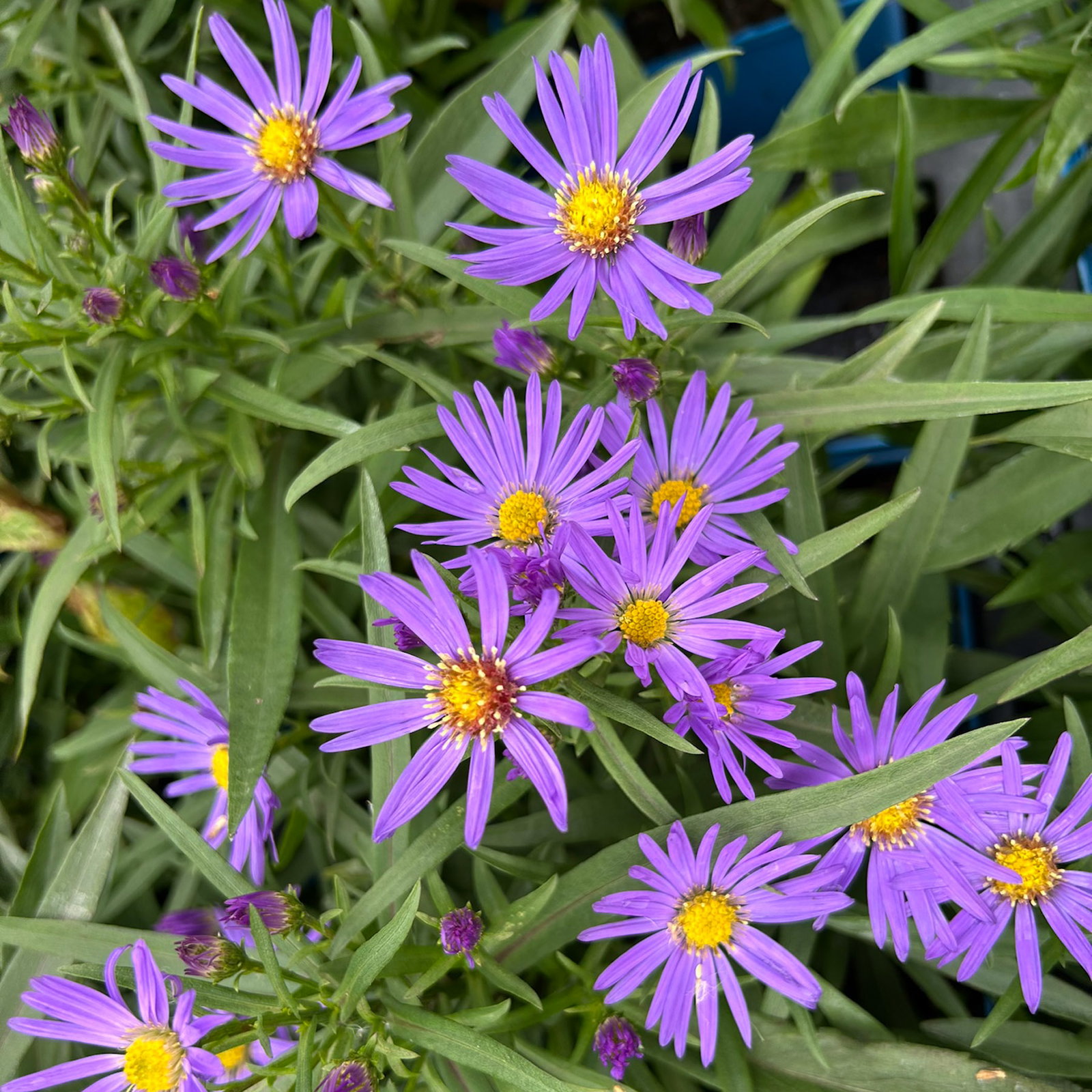 Bio Kissenaster 'Blauer Gletscher', violettblau, Topf 11x11 cm, 3 Pflanzen Bio Kissenaster 'Blauer Gletscher', violettblau, Topf 11x11 cm, 3 Pflanzen