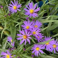 Bio Kissenaster 'Blauer Gletscher', violettblau, Topf 11x11 cm, 3 Pflanzen Bio Kissenaster 'Blauer Gletscher', violettblau, Topf 11x11 cm, 3 Pflanzen