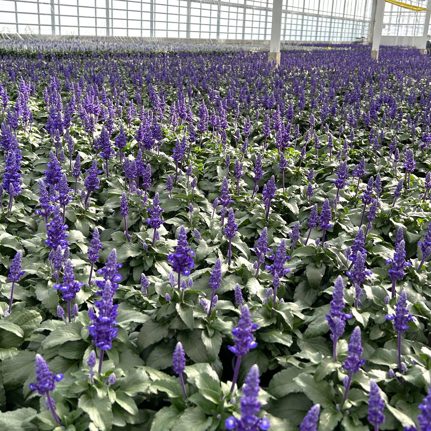 Mehliger Salbei, blau, Topf-Ø 12 cm, 6 Pflanzen