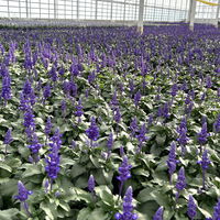 Mehliger Salbei, blau, Topf-Ø 12 cm, 6 Pflanzen