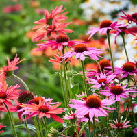 Purpursonnenhut 'PowWow® Wild Berry', purpurrosa, Topf-Ø 13 cm