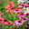 Purpursonnenhut 'PowWow® Wild Berry', purpurrosa, Topf-Ø 13 cm Purpursonnenhut 'PowWow® Wild Berry', purpurrosa, Topf-Ø 13 cm