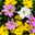 Chrysanthemen 'Trio' weiß-gelb-rosa, Topf-Ø 12 cm, 6er-Set