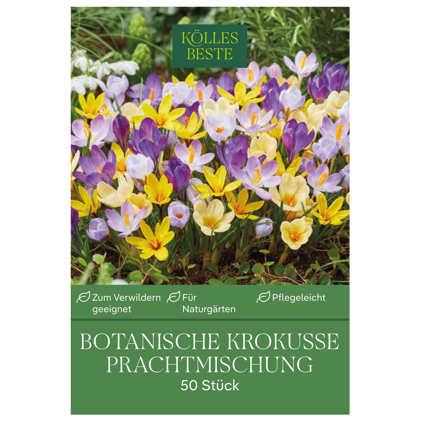 botanische Krokusse 'Prachtmischung', Farbmix, 50 Blumenzwiebeln