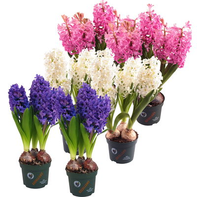 Hyazinthe, rosa, weiß & blau, vorgetrieben, Topf-Ø 12 cm, 6 Pflanzen