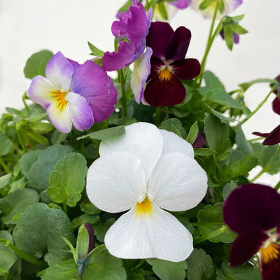 Hornveilchen 'Trio', burgunder-weiß-zweif., Topf -Ø 10 cm, 8 Pflanzen