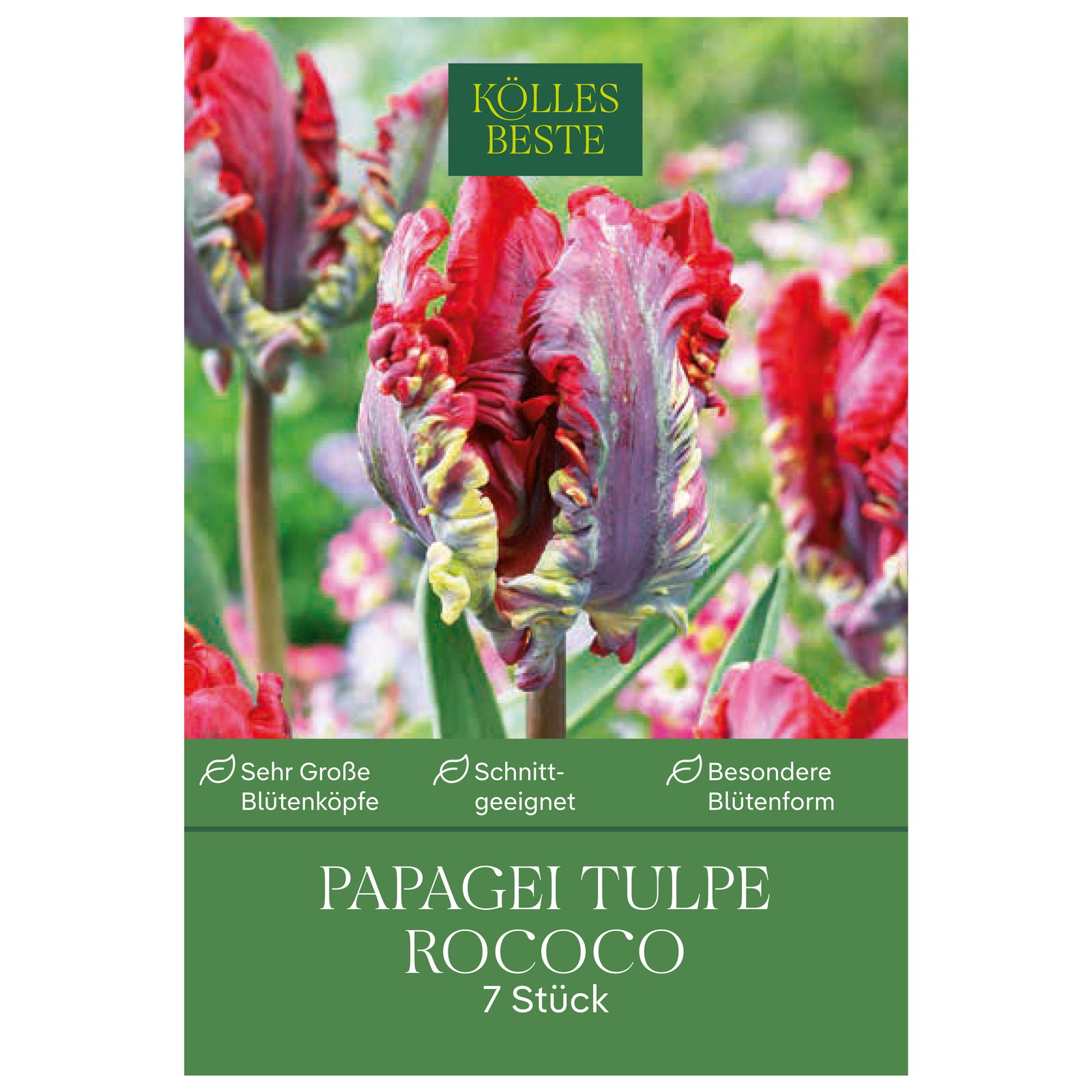 Papagei-Tulpen Rococo rot/grün, 7 Blumenzwiebeln