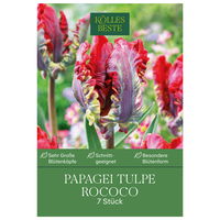 Papagei-Tulpen Rococo rot/grün, 7 Blumenzwiebeln