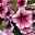 Petunie 'Sweetunia® Burgundy Gem' rosa geadert, hängend, Topf-Ø 13 cm, 6er-Set