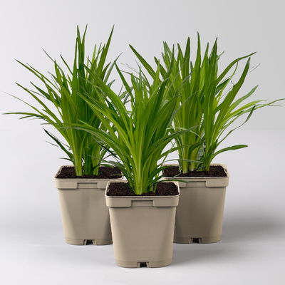 Bio Prachtscharte 'Kobold' violett, Topf 11x11 cm, 3 Pflanzen Bio Prachtscharte 'Kobold' violett, Topf 11x11 cm, 3 Pflanzen