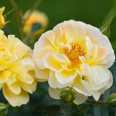 Bodendeckerrose 'Bienenweide'®, gelb, Topf 3 Liter, 4 Pflanzen Bodendeckerrose 'Bienenweide'®, gelb, Topf 3 Liter, 4 Pflanzen