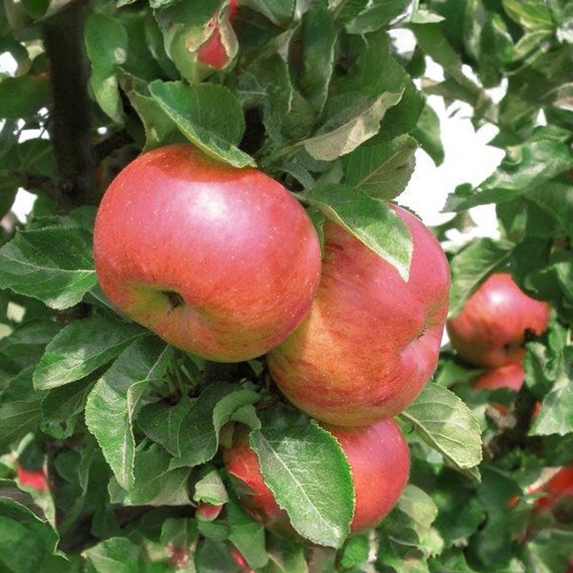 Kölle Bio Säulenapfel 'Sonate'Ⓢ, Unterlage MM 111, Topf 10 Liter Kölle Bio Säulenapfel 'Sonate'Ⓢ, Unterlage MM 111, Topf 10 Liter