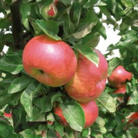Kölle Bio Säulenapfel 'Sonate'Ⓢ, Unterlage MM 111, Topf 10 Liter Kölle Bio Säulenapfel 'Sonate'Ⓢ, Unterlage MM 111, Topf 10 Liter