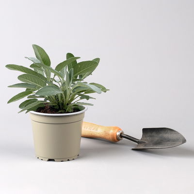 Bio Kräuter-Set 'Pizza & Pasta', 5 Pflanzen, Topf-Ø 12cm Bio Kräuter-Set 'Pizza & Pasta', 5 Pflanzen, Topf-Ø 12cm