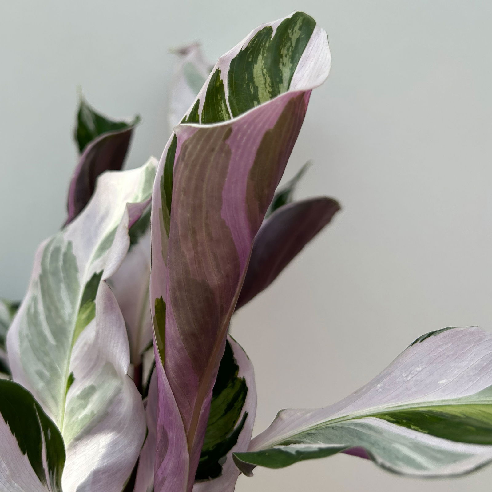 Calathea 'Fusion White', Topf-Ø 14 cm, Höhe ca. 30 cm