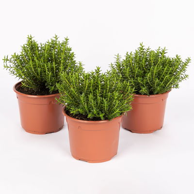 Strauchveronika 'New Zealand', 3er-Set, Topf 12 cm Ø Strauchveronika 'New Zealand', 3er-Set, Topf 12 cm Ø