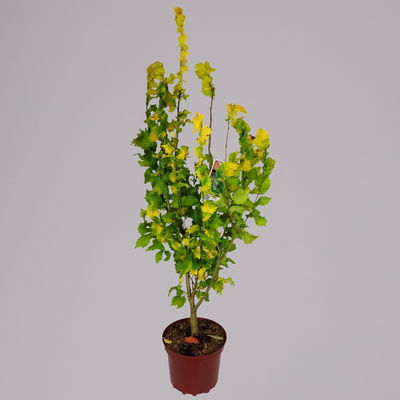 Goldulme 'Wredei', Höhe 40-60 cm, Topf 4 Liter, 2er-Set