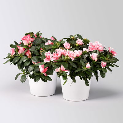 Azalee rosa-weiß, gefüllt, mit Keramiktopf Dallas weiß, Topf-Ø 12 cm, 2er-Set