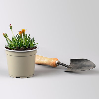 Mittagsblume, Farben zufällig, Topf-Ø 12 cm, 6er-Set