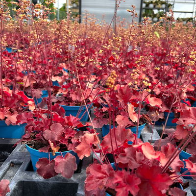 Bio Purpurglöckchen Little Cuties® 'Blondie', rotlaubig, Topf-Ø 12 cm, 3 Stück Bio Purpurglöckchen Little Cuties® 'Blondie', rotlaubig, Topf-Ø 12 cm, 3 Stück