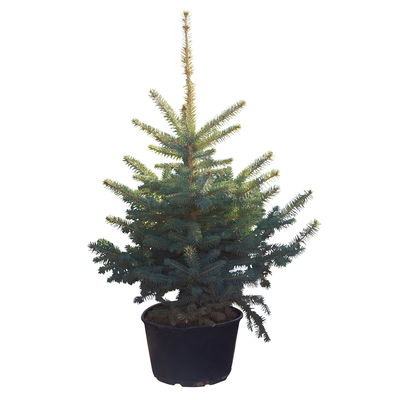 Blaufichte, mit Ballen eingetopft, 80-100 cm hoch Blaufichte, mit Ballen eingetopft, 80-100 cm hoch