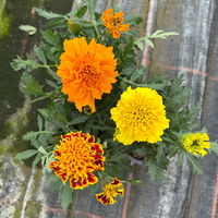 Tagetes 'Trio' gelb-rot-orange, Topf-Ø 12 cm, 6 Pflanzen